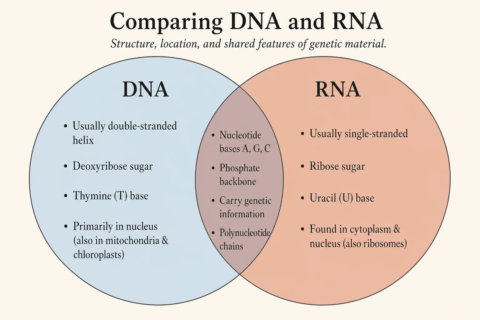 構造的・機能的違いを示すDNA vs RNAのVenn図